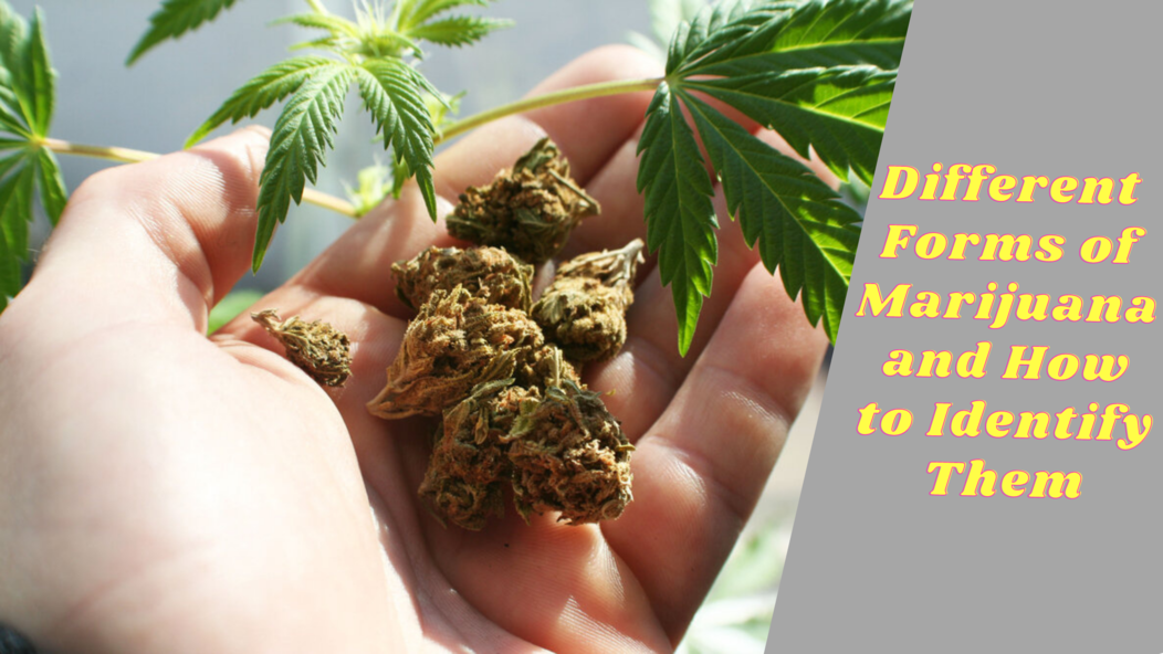 Different Forms of Marijuana and How to Identify Them