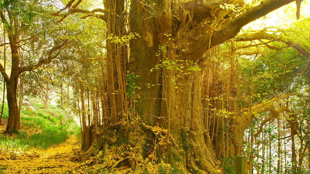 Oldest Tree On the Earth - Ginkgo biloba