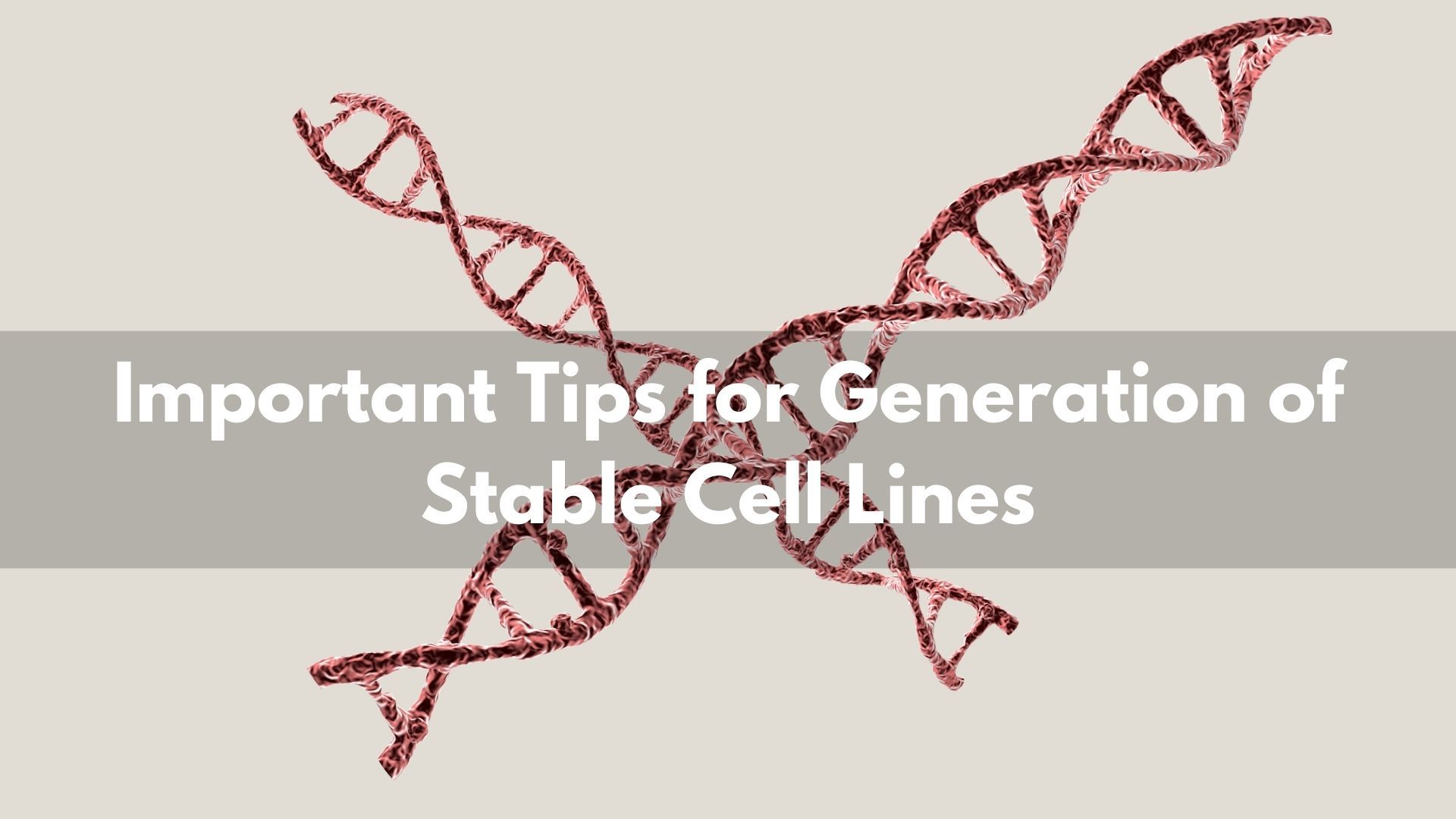 Important Tips for Generation of Stable Cell Lines