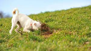 7 Reasons Why Dog Poop Doesn't Make Good Fertilizer