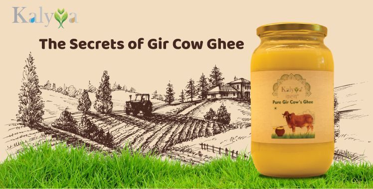 Kalyya farms - The Secrets of Gir Cow Ghee