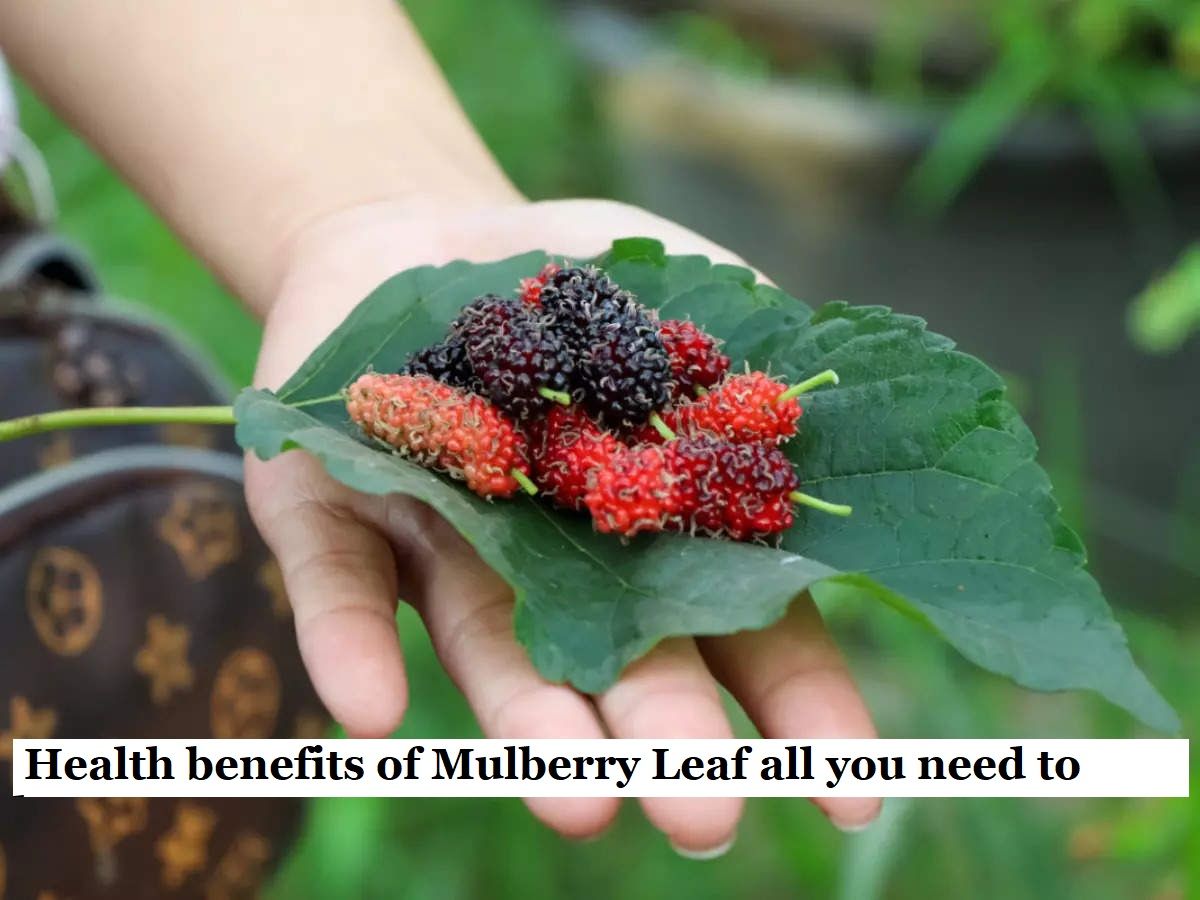 Health benefits of Mulberry Leaf all you need to know