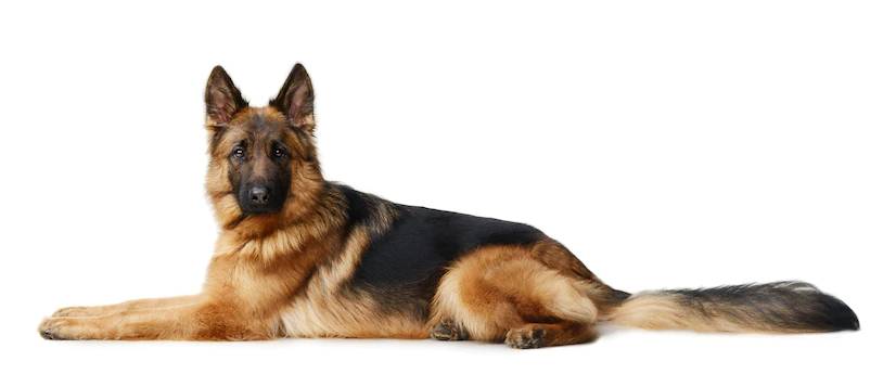 5 Interesting Facts About German Shepherds