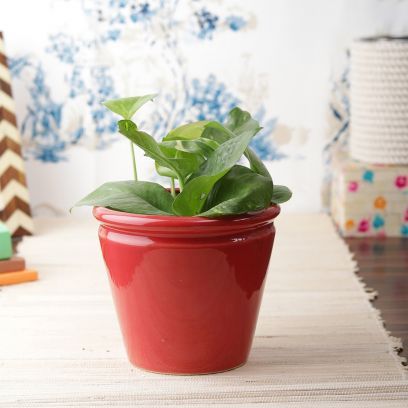 Why Drainage Holes Are a Must-have In Ceramic Pots?