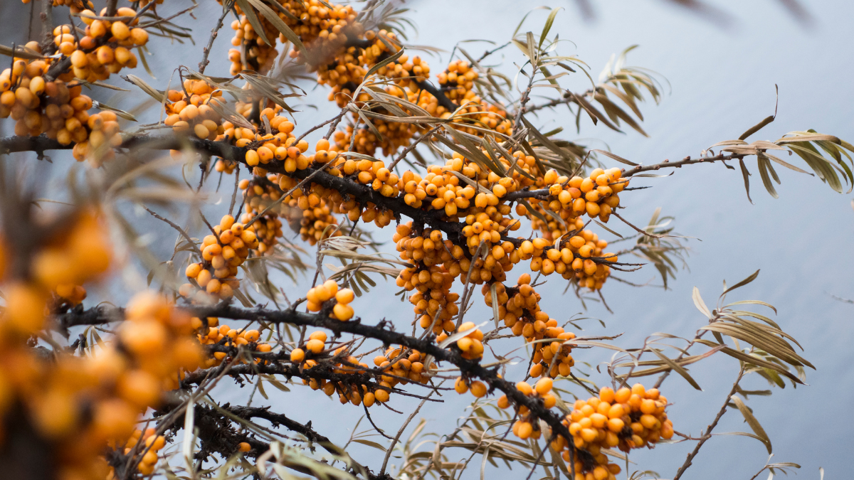 Sea Buckthorn Seed Extract: Health Benefits and Precautions