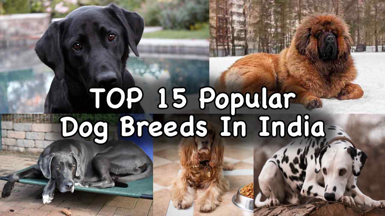 Dogs Breed In India