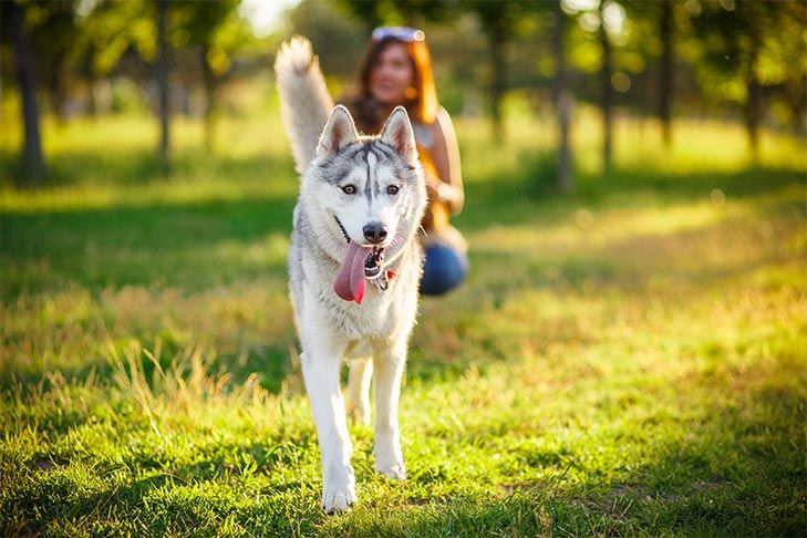 Play these 10 fun dog games with your pup