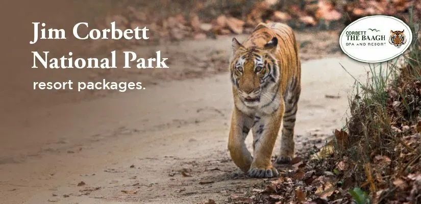 Best Jim Corbett Tour Packages: Things to Do