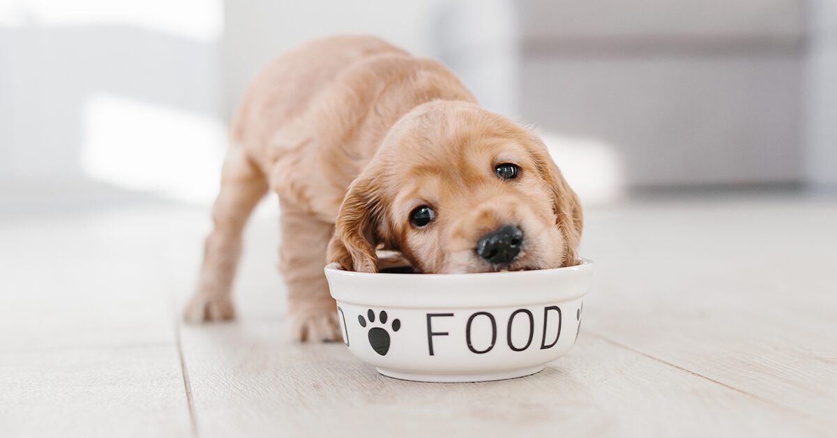 Does too much protein in a dog's diet cause health problems?