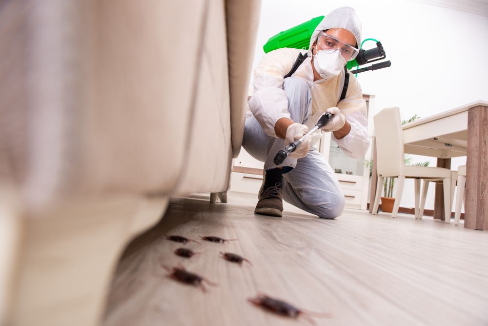 Pest Control Service in Rabale