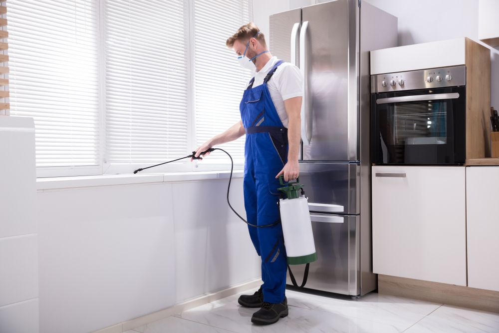 Top Pest Control Service in Sion