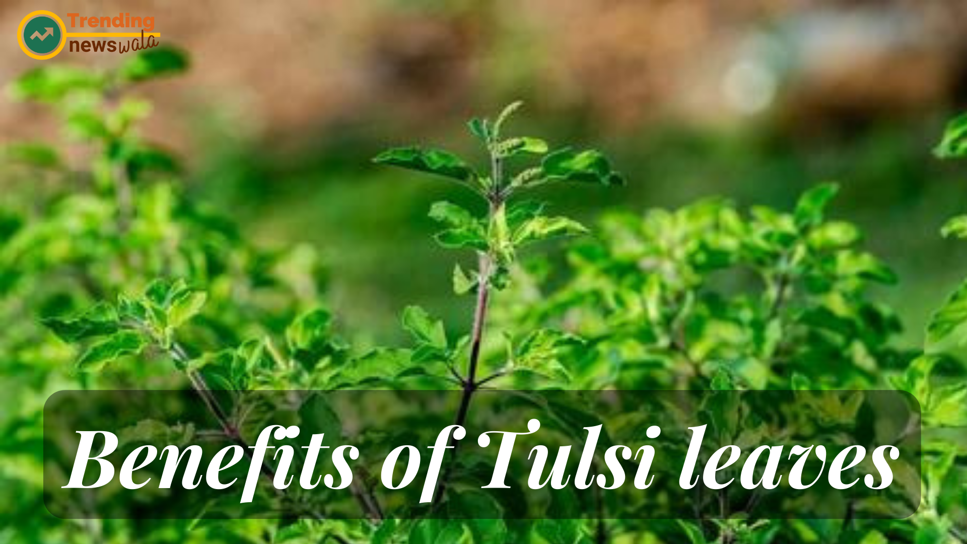 10 Benefits of Tulsi leaves