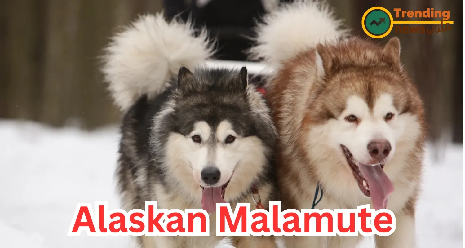 Alaskan Malamute Dog : The Arctic Athlete and Loyal Companion