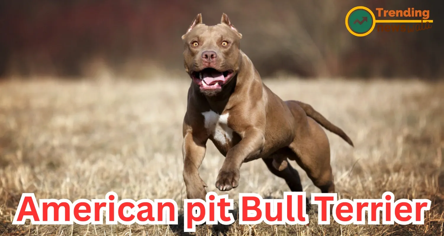 The American Pit Bull Terrier, often simply called the "Pit Bull," is a breed known for its loyalty