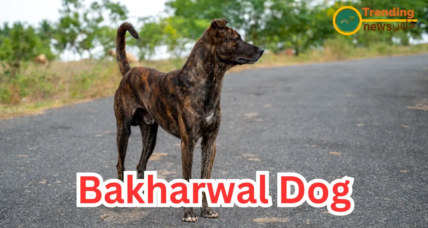 The Bakharwal Dog, also known as the Bakarwal Mastiff or Kashmiri Bakharwal Dog