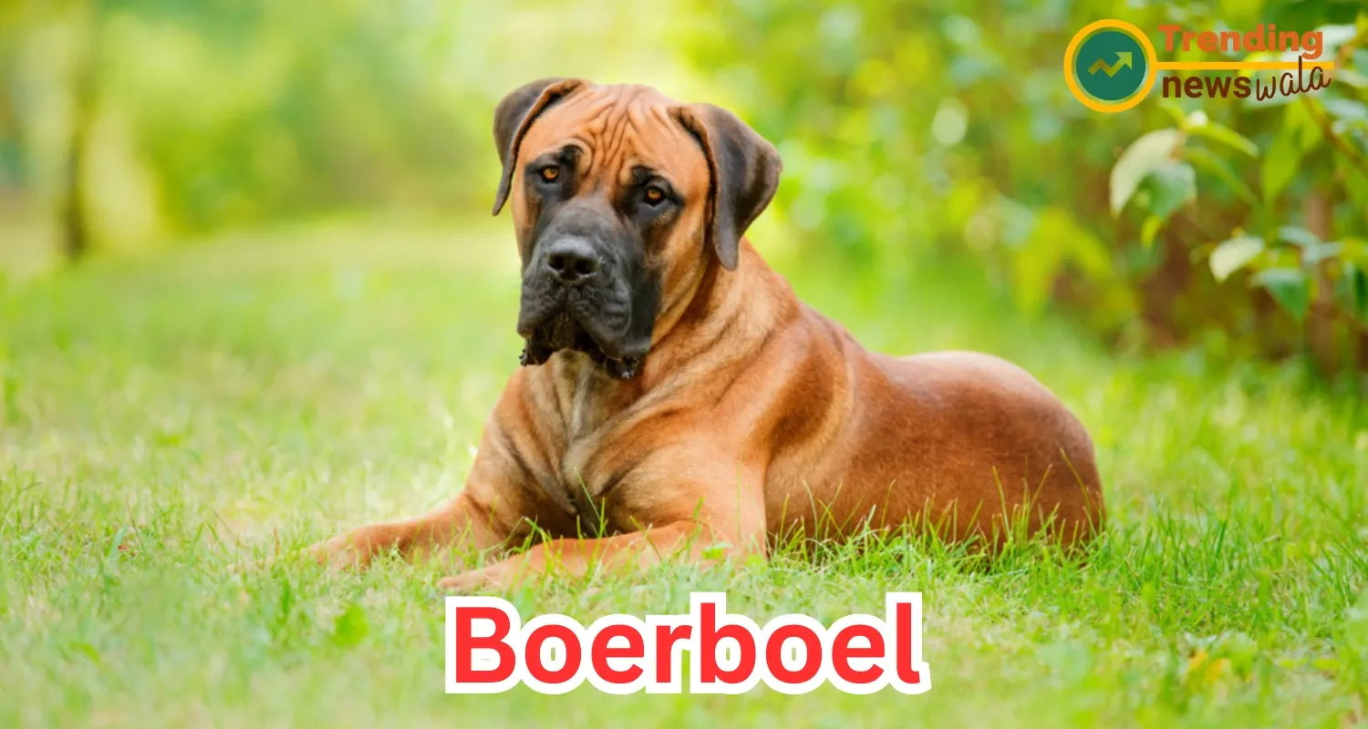 The Boerboel, also known as the South African Mastiff, is a breed celebrated for its impressive size