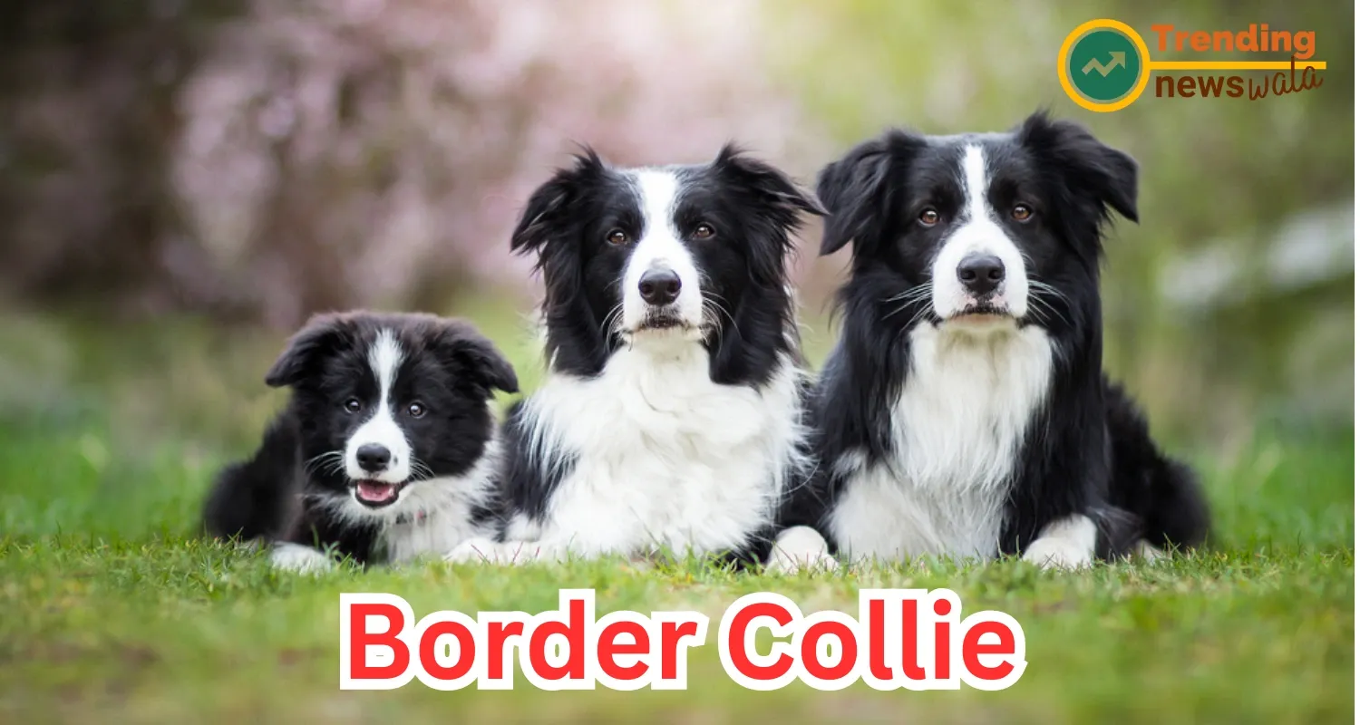 Border Collie Dog : The Genius of the Canine World