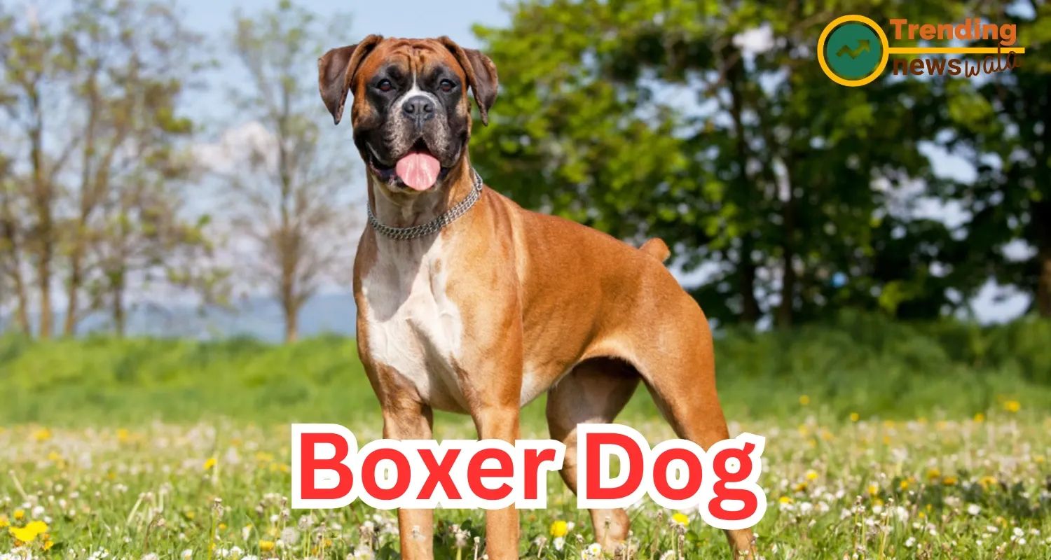 Boxer Dog is an excellent choice for households of all kinds 
