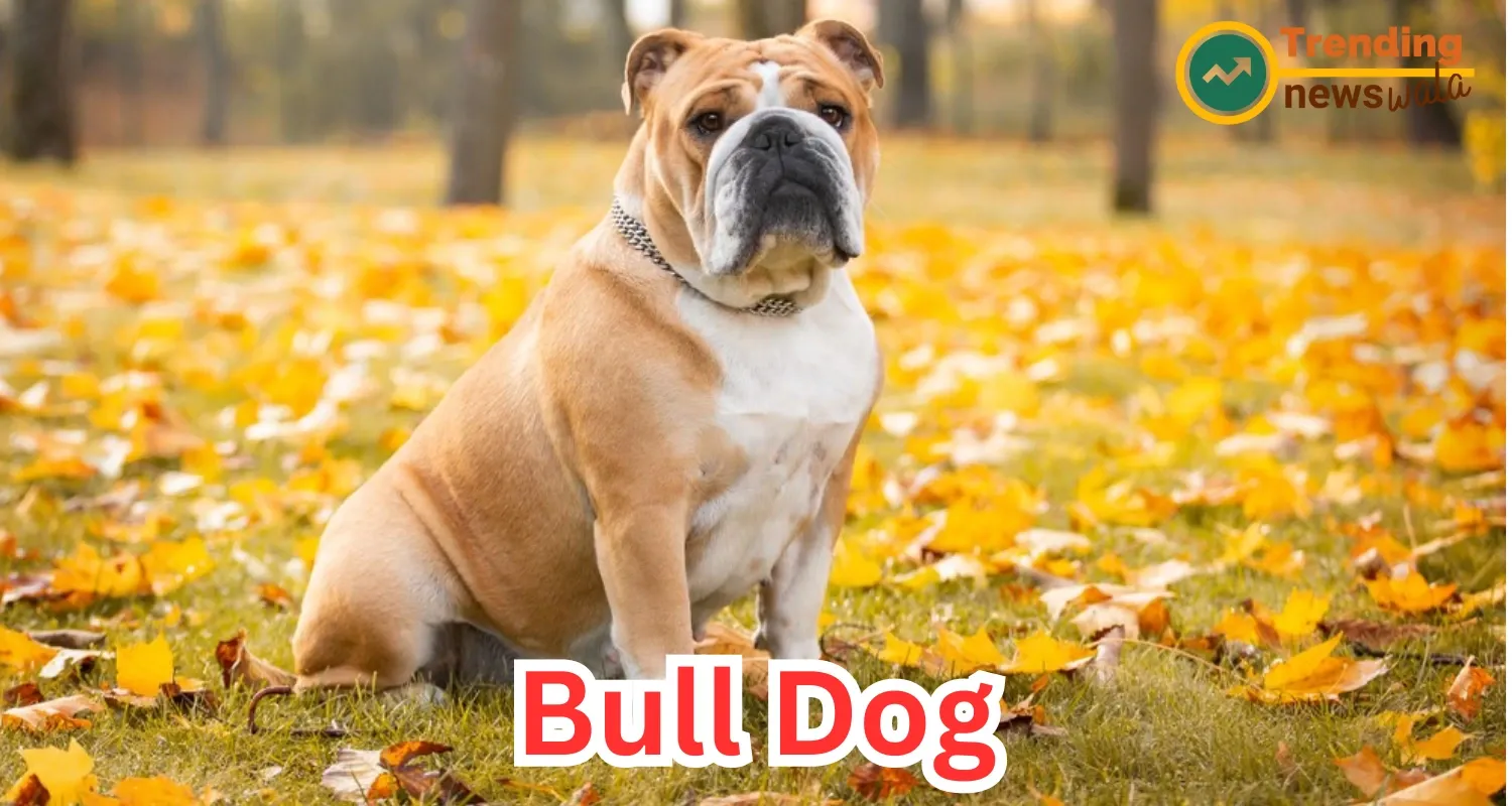 Bulldog: The Resilient and Gentle Companion