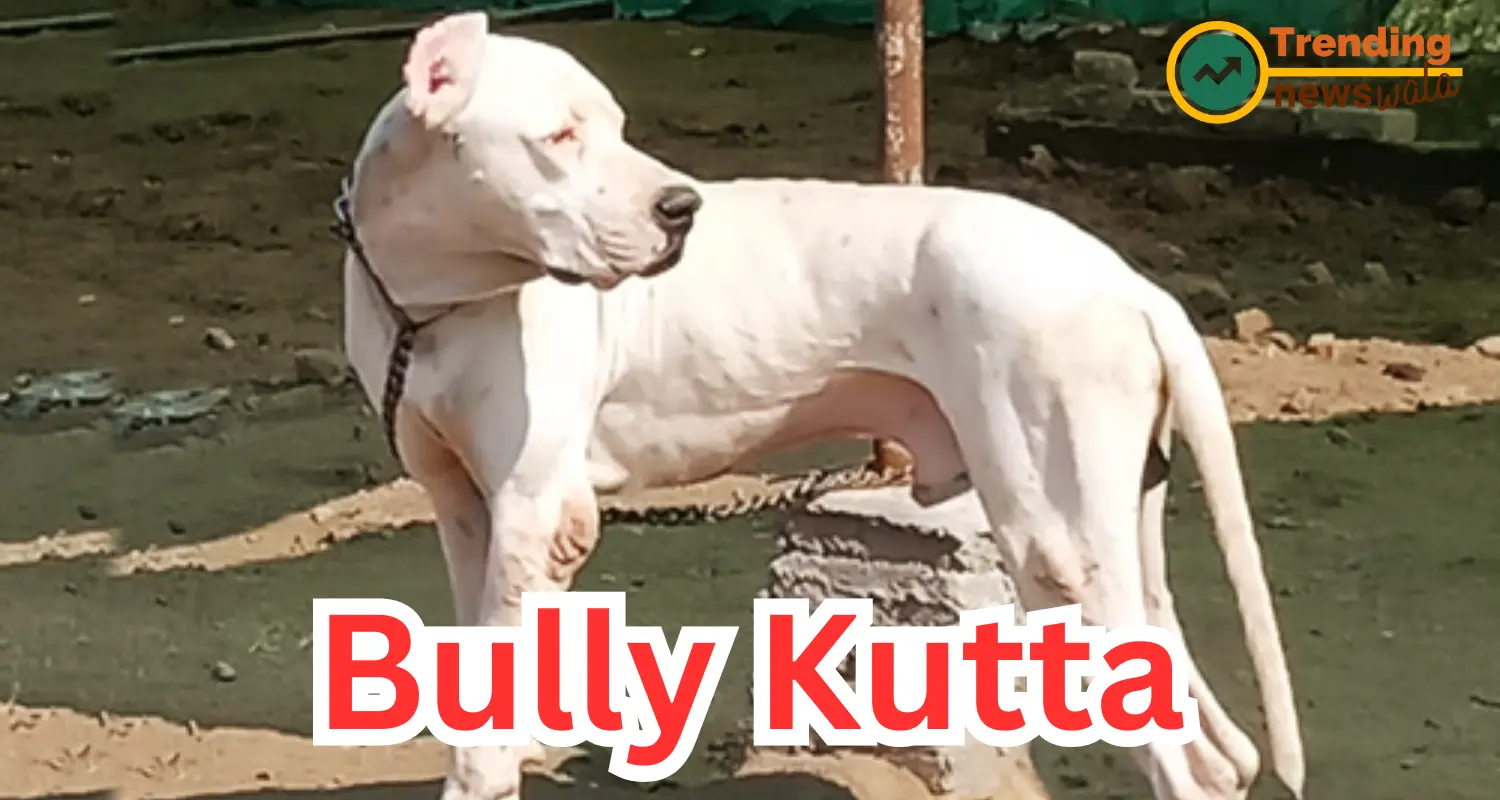 The Bully Kutta, also known as the Indian Mastiff or Pakistani Mastiff, is a large, muscular dog breed