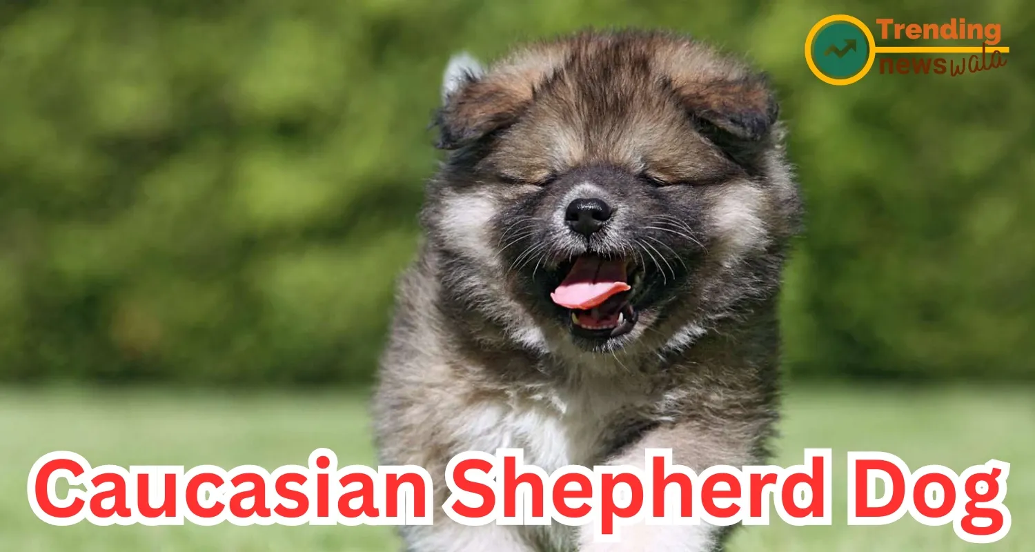 Caucasian Shepherd Dog: The Mighty Guardian of the Caucasus