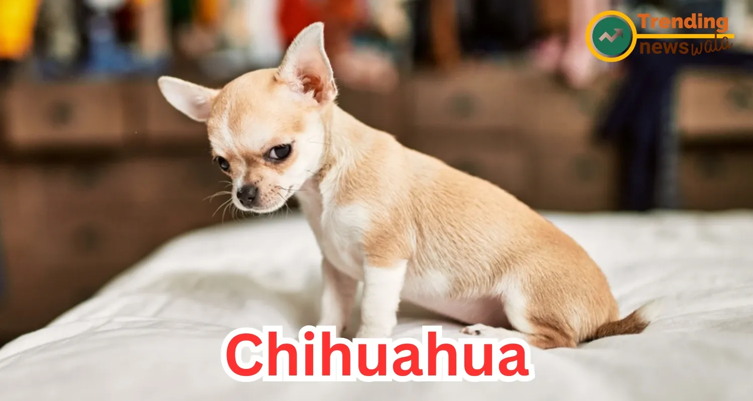 Chihuahuas, often referred to as "Chis," are the smallest dog breed in the world
