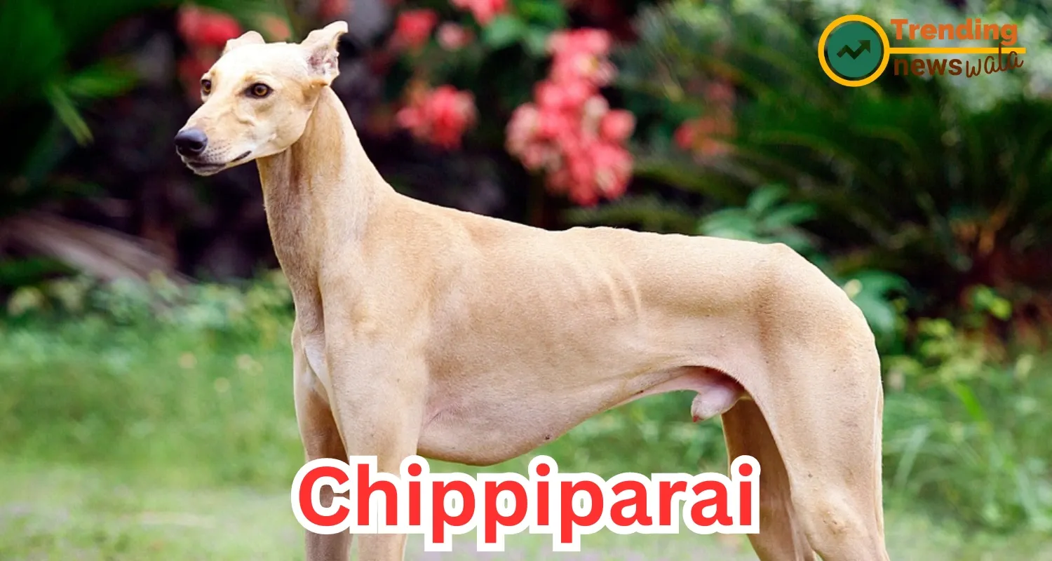 The Chippiparai, also known as the "Chippiparai Hound" or "Indian Greyhound