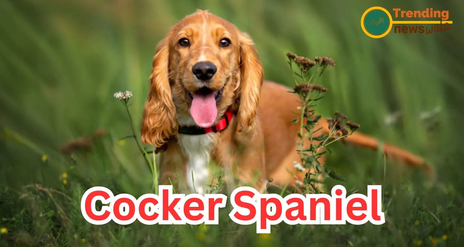 Cocker Spaniel: Your Energetic and Affectionate Companion