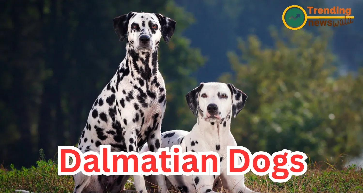 Dalmatian Dogs: Spots of Playfulness and Elegance
