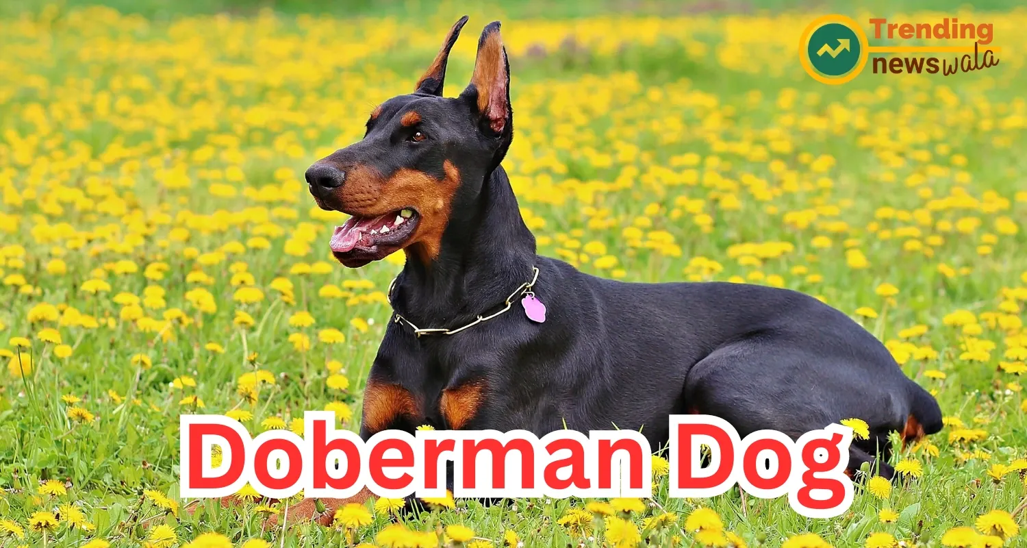 Dobermans Dogs are among the most sought-after guard dogs
