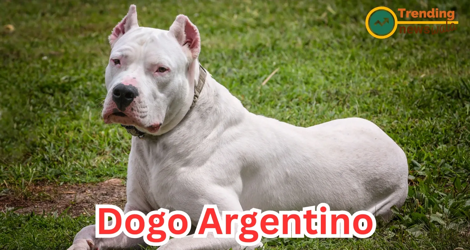 Dogo Argentino Dog : The Argentine Mastiff