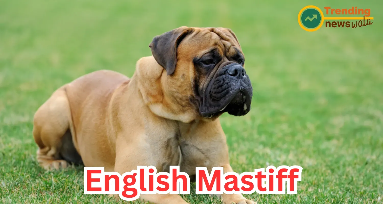 The English Mastiff, often referred to as the "gentle giant" of the dog world