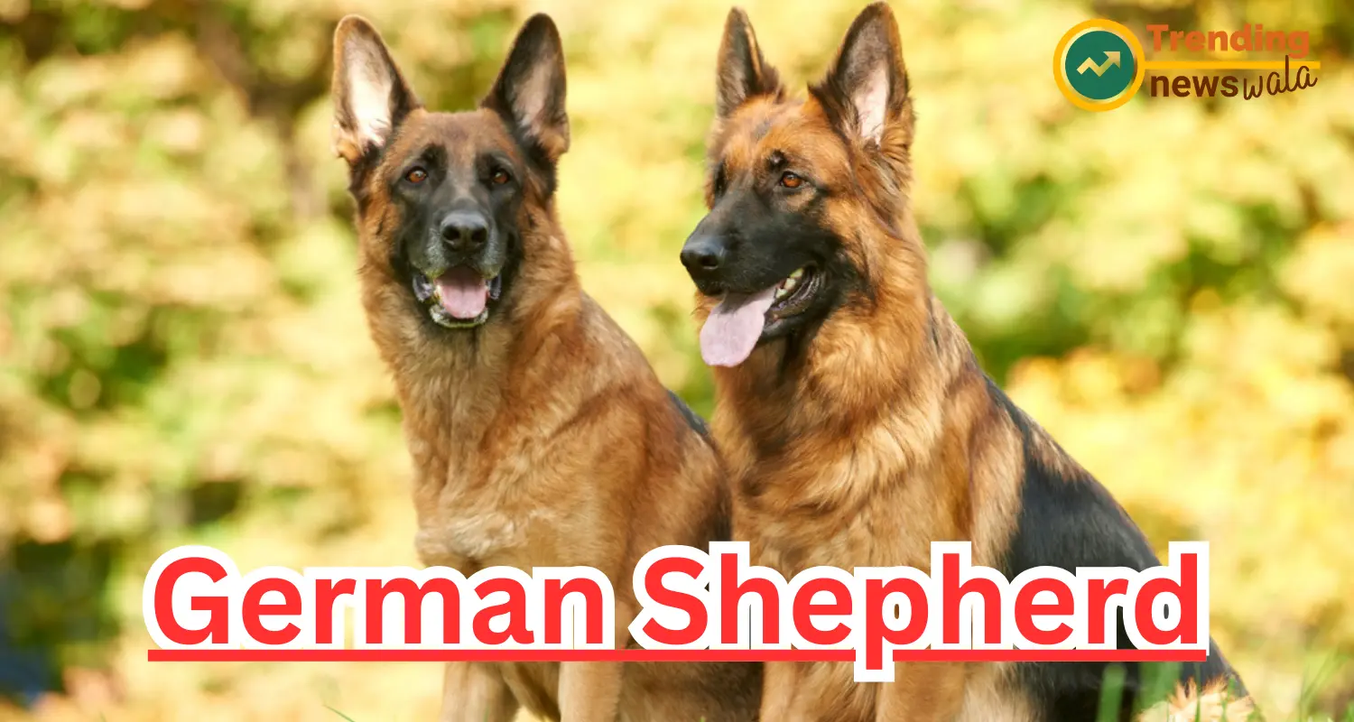  German Shepherds require a protein diet due to their sporting nature