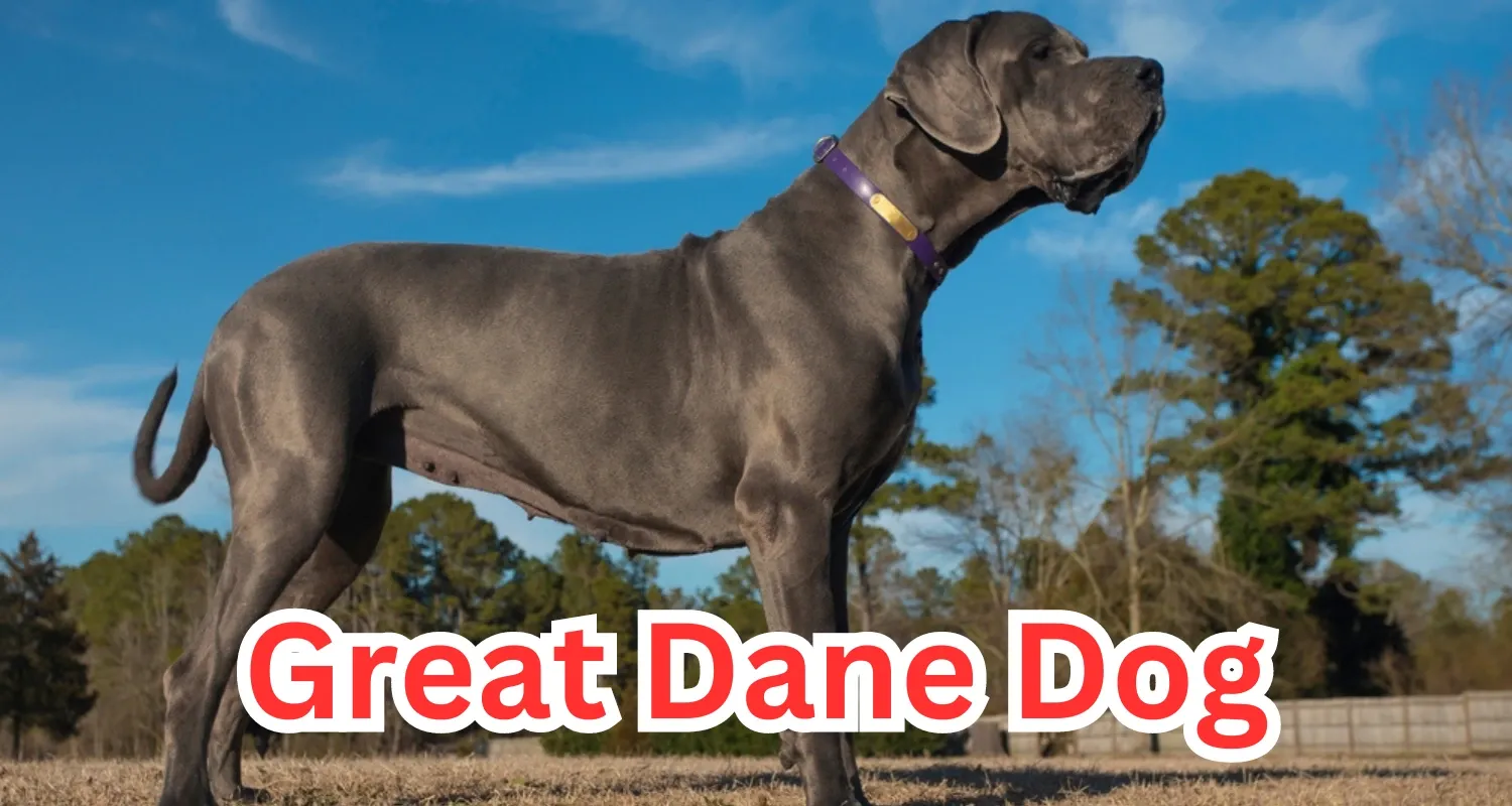 Great Dane Dog is one of the German breeds renowned for its vast size