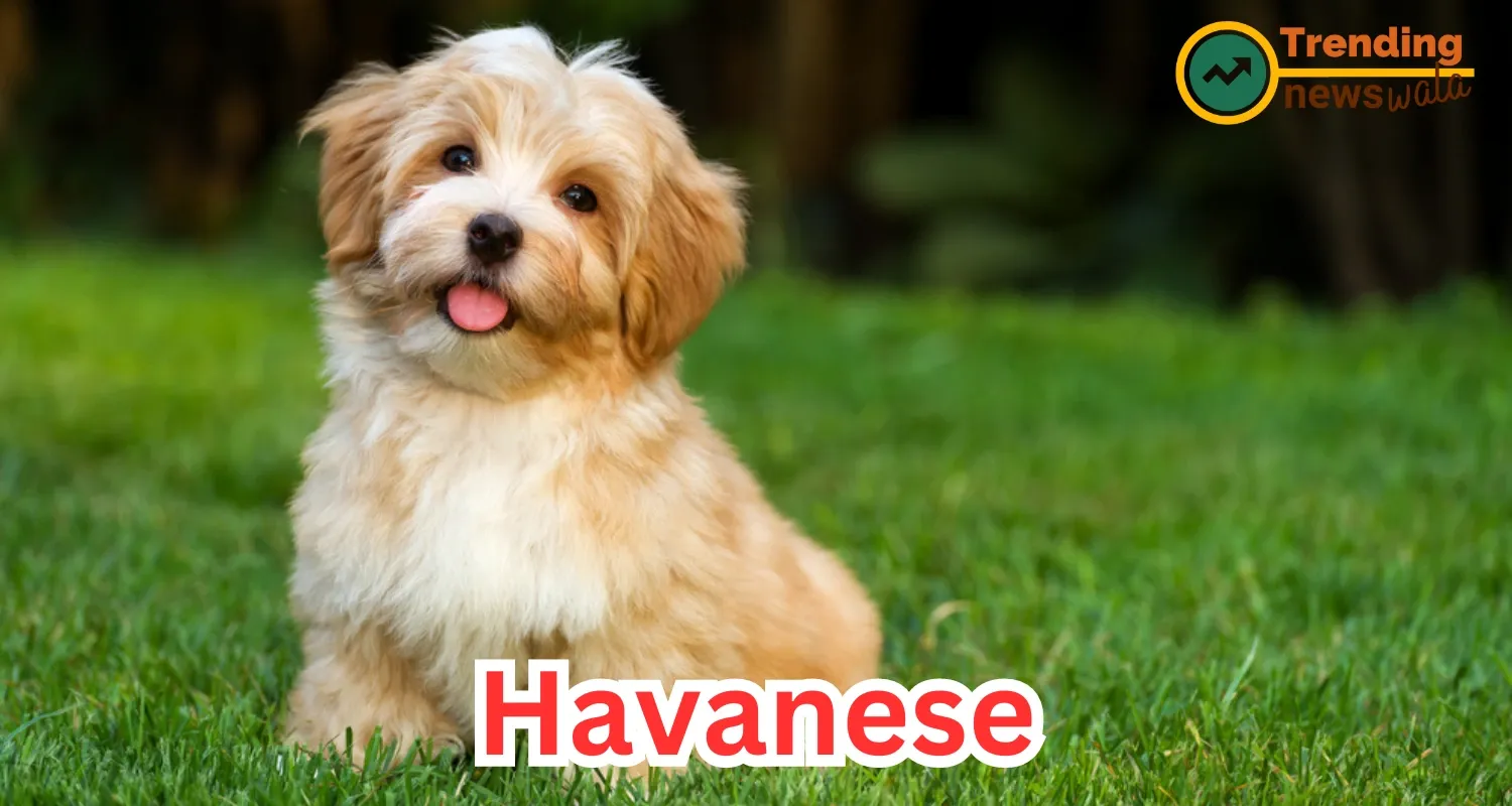 The Havanese, often called the "Havana Silk Dog" or "Bichon Havanais," is a breed celebrated 