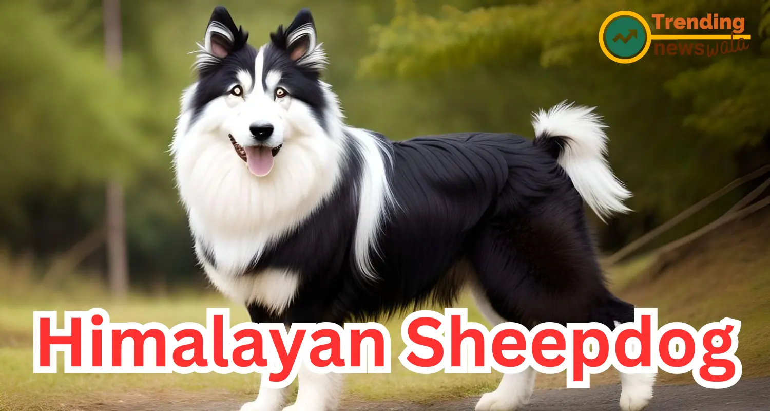 The Himalayan Sheepdog is also known as Bhutia Sheepdog, Bhutia Kukur, or Bhutia