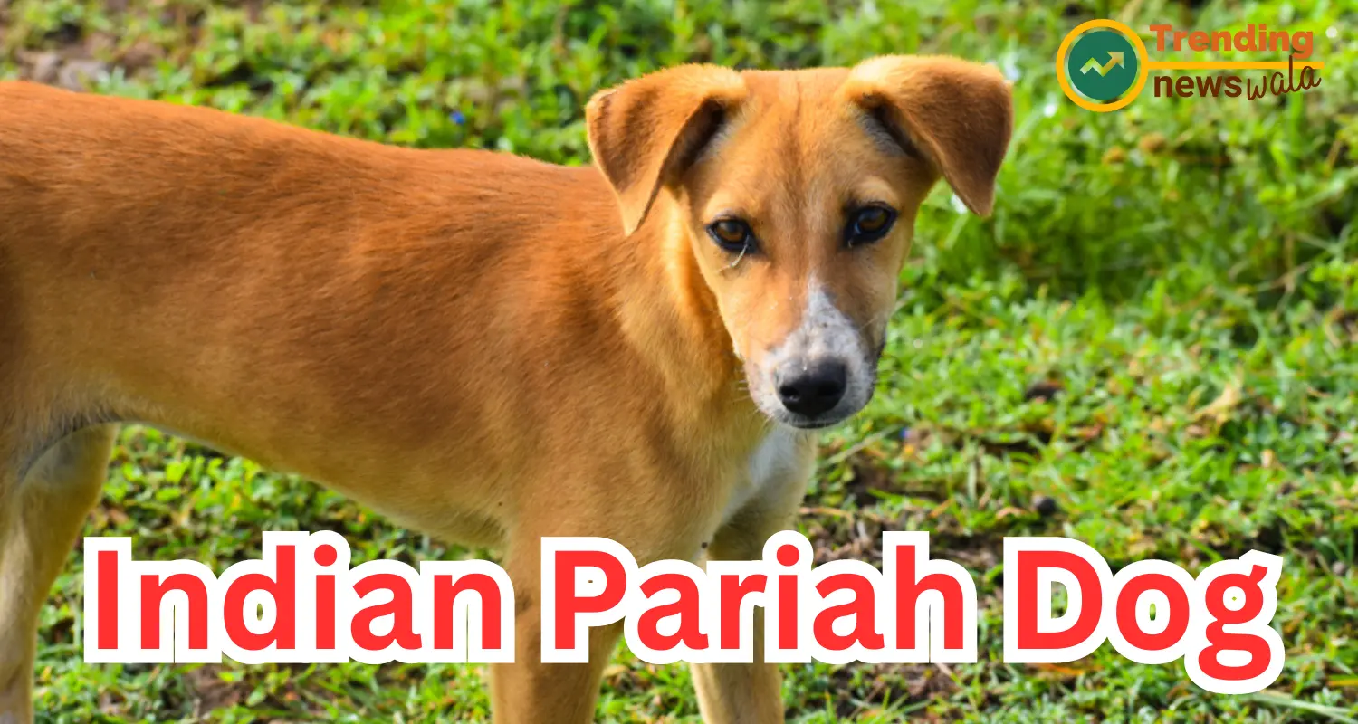 The Indian Pariah Dog, also known as the Indian Native Dog