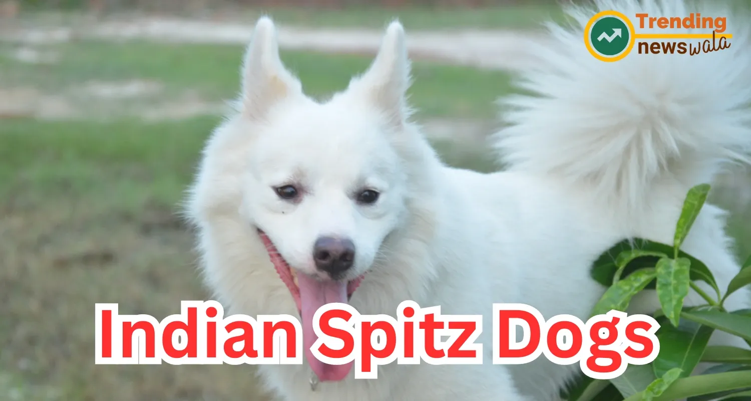 Indian Spitz Dog is usually confused with Pomeranians However, and they are distinct Dog Breeds In India