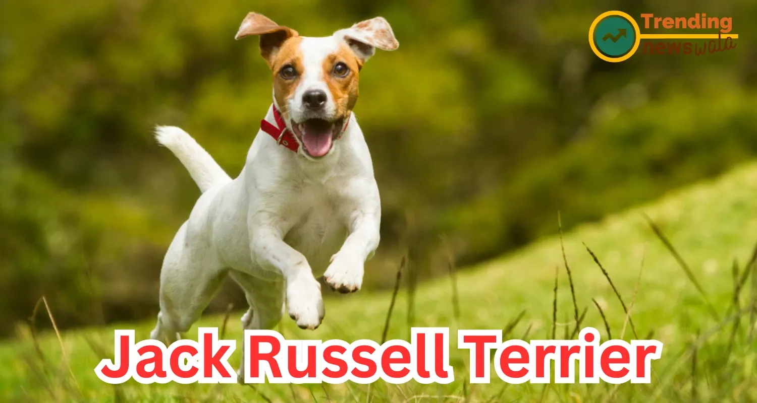 Jack Russell Terrier Dogs: The Energetic and Clever Companion