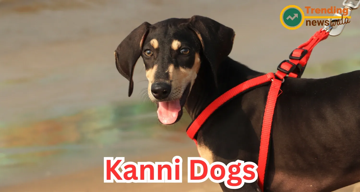 The Kanni dog, native to the southern regions of India, is a breed as remarkable as it is rare