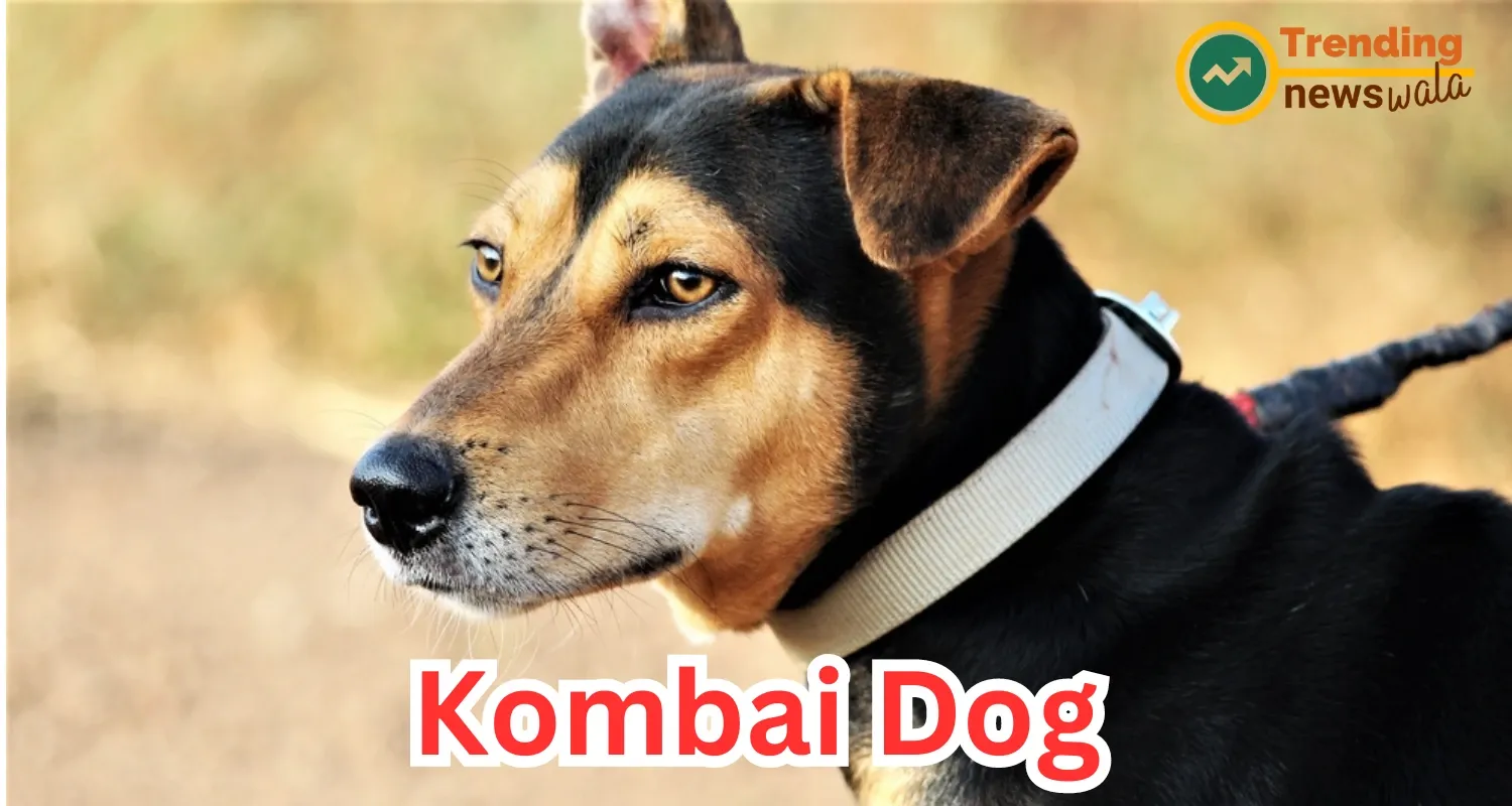 Kombai Dog Breed : India's Courageous Warrior Dog Breed