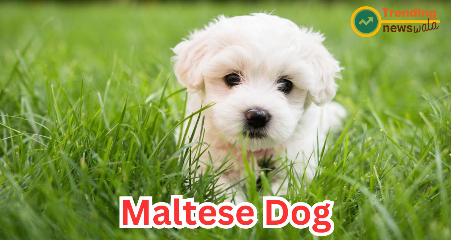 Maltese Dog: A Petite and Pampered Companion