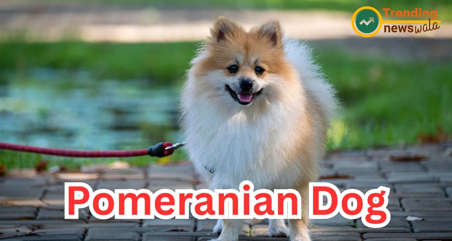 small size and long-growing coat, Pomeranians Dog are often confused with Indian Spitz.