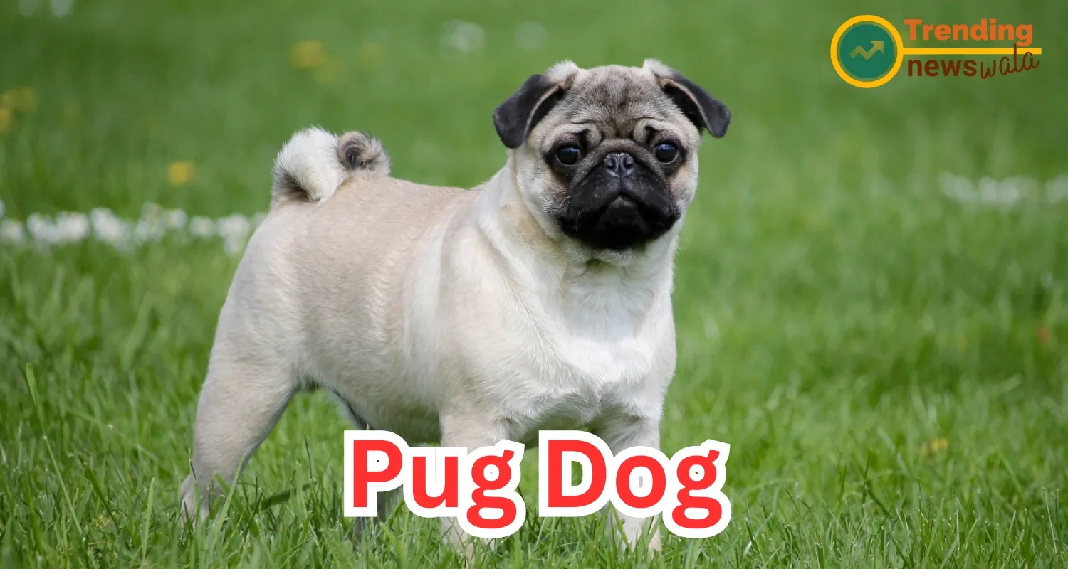 Pug: The Playful and Loyal Companion