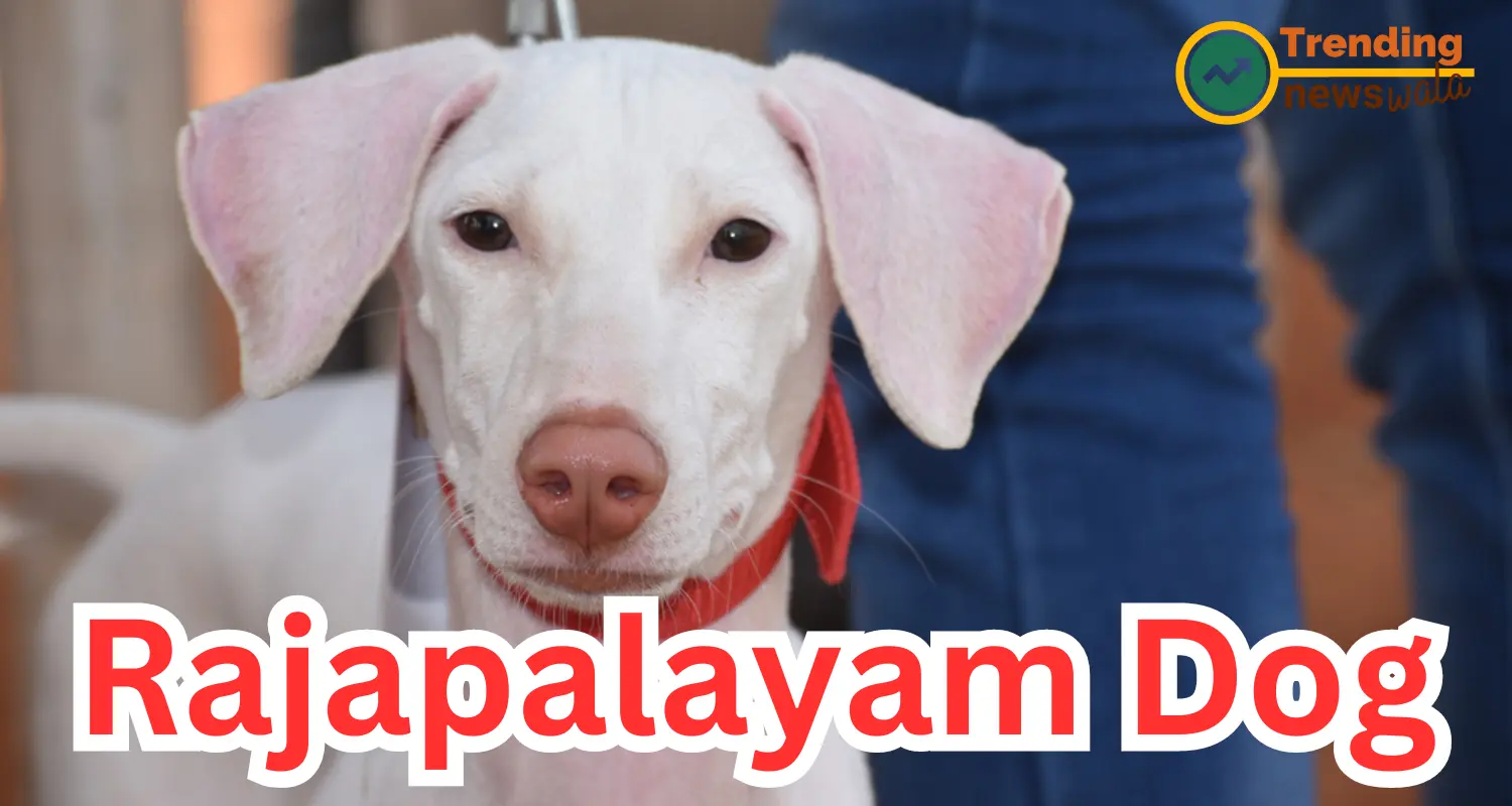 Rajapalayam is a large sighthound breed that originates from the southern Indian state of Tamil Nadu