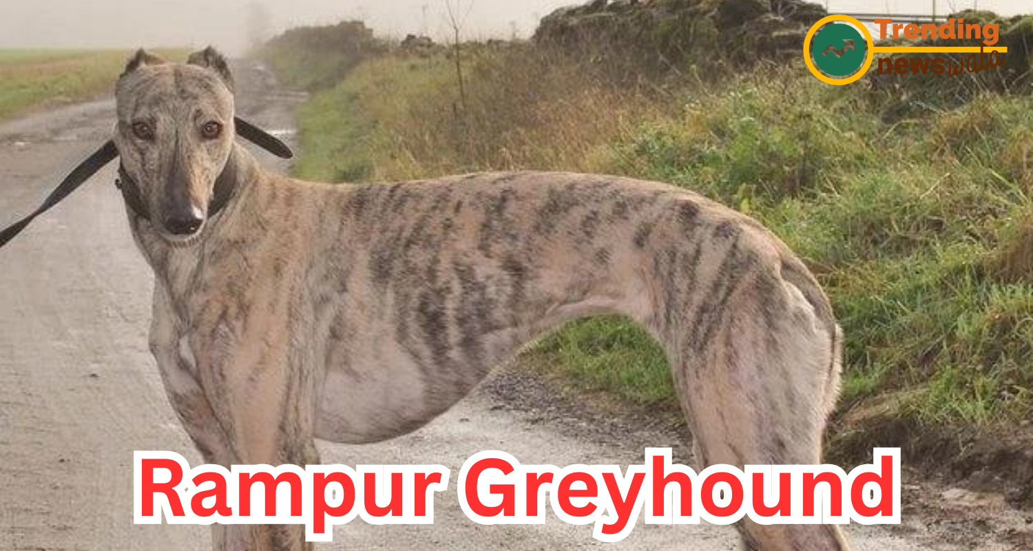The Rampur Greyhound Dogs: India's Graceful Hound