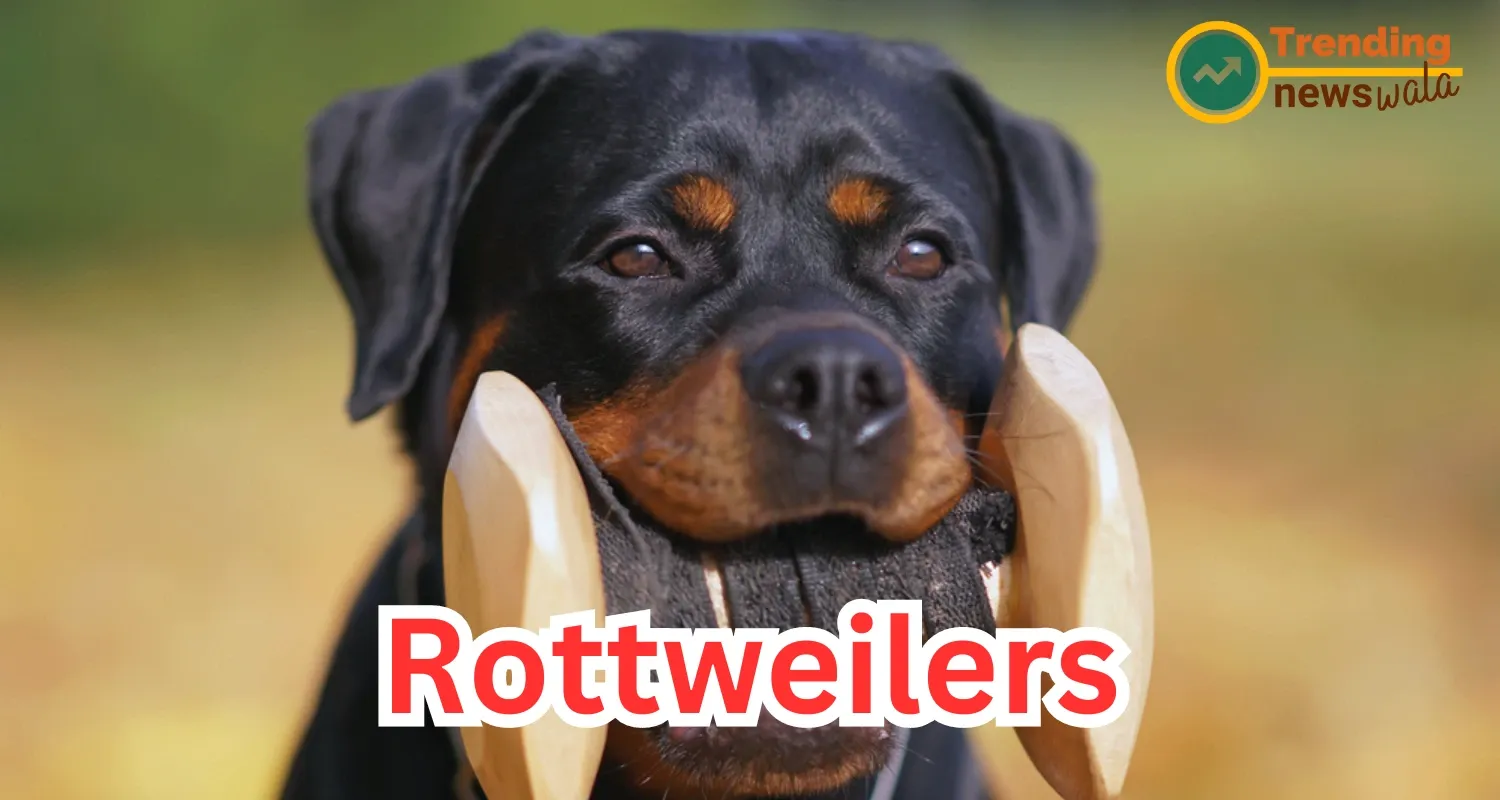 Rottweilers Dog are strong, intelligent and confident