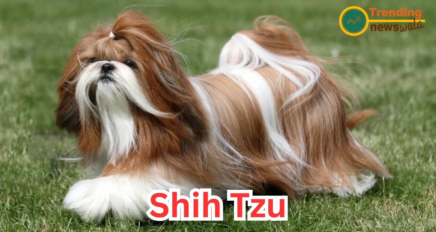 The Shih Tzu, often referred to as the "Lion Dog" for its resemblance to a lion's mane