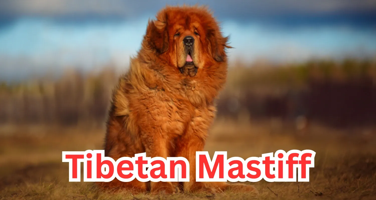 A Tibetan Mastiff can be described as an enormous dog with a long history