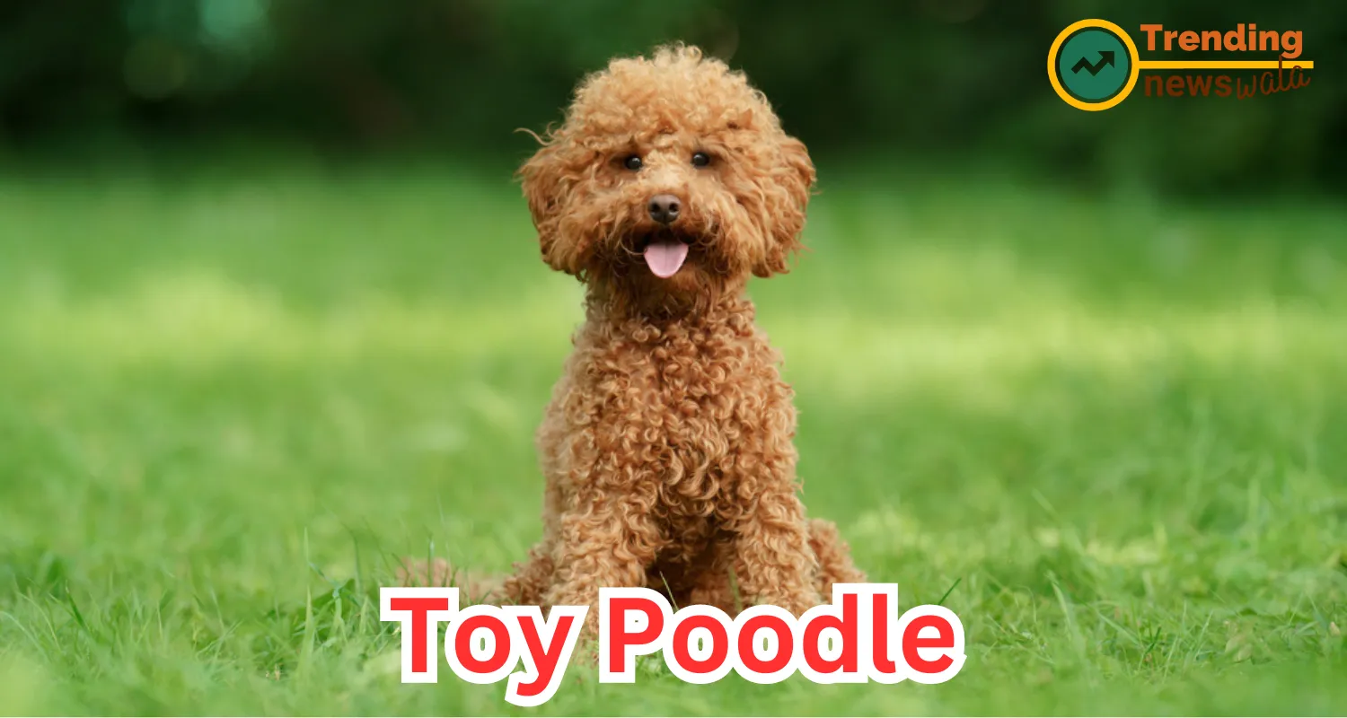Toy Poodle, a downsized version of the Standard Poodle, is a breed